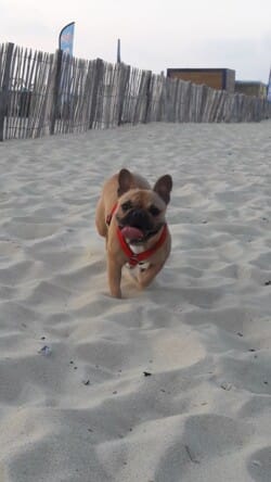 Bonjour. Voici Nouchka qui a 1 an .portée Loca août 2017. Elle est adorable.