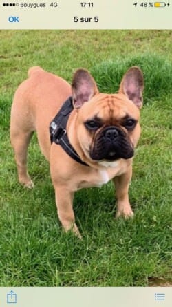 spike spike photo bouledogue français fauve rouge