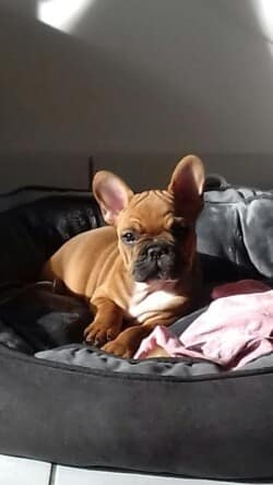 Bonjour Madame Dubois, voici quelques photos de notre petit amour de Peanuts. Bonne journée à vous. Bonjour Madame Dubois, voici quelques photos de notre petit amour de Peanuts. Bonne journée à vous.