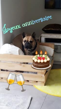 Bonjour madame Dubois . Aujourd'hui 2ans de notre petit oscar.(portée de vicky et hibernatus) Un amour. Nous sommes très heureux. J ai pensé que cela vous ferez plaisir d avoir de nos nouvelles