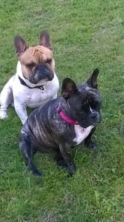 Iska appartenant à Mme Lacombe