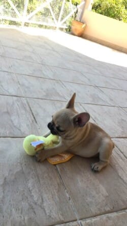 chiot bouledogue français fauve appartenant à Mme Claverie