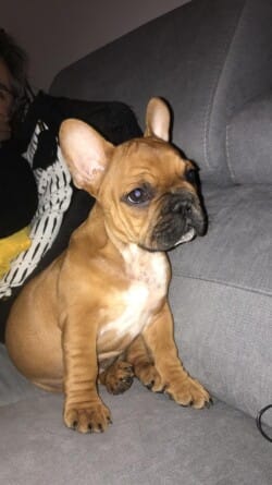Peanuts bouledogue fauve rouge appartenant à mme Fabre Emma et Domenger Christel Peanuts bouledogue fauve rouge appartenant à mme Fabre Emma et Domenger Christel