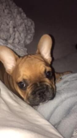 voici quelques photos de notre petit amour de Peanuts. Bonne journée à vous. voici quelques photos de notre petit amour de Peanuts. Bonne journée à vous.