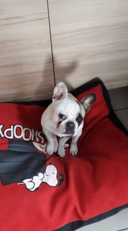 PHOTO bouledogue français CAILLE FAUVE