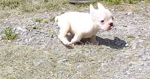 chiot bouledogue blanc