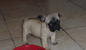 Femelle bouledogue fauve réservé à M et Mme  Bensiam