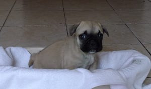 Mâle bouledogue fauve réservé à M et Mme Manautine