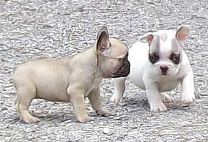 2 boules