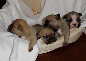 portée de bouledogue français né le 3mars