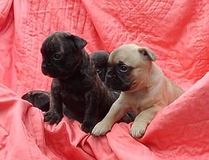 1 Mâle boule fauve et une boulette bringé réservé à M. et Mme Du Vivier