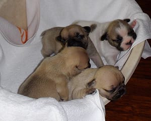chiots bouledogue français né le 03Mars