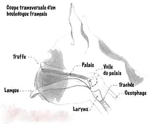 Voile du palais bouledogue français