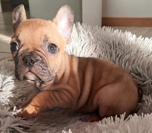 Mâle bouledogue français fauve rouge