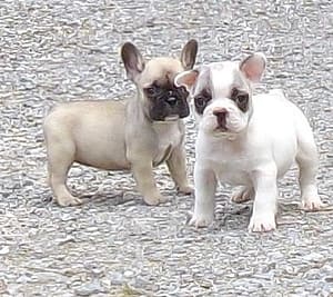 bouledogues