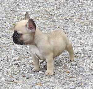 boule fauve