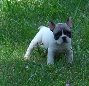 chiot bouledogue français caille fauve femelle