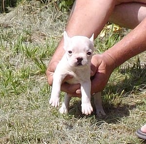 bouledogue français blanc à petit prix