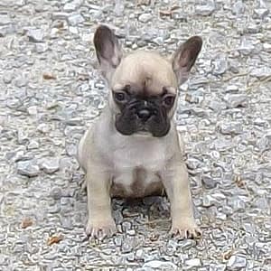 bouledogue femelle fauve