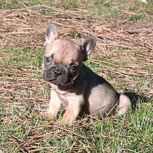 Chiot bouledogue français mâle 1400 euros