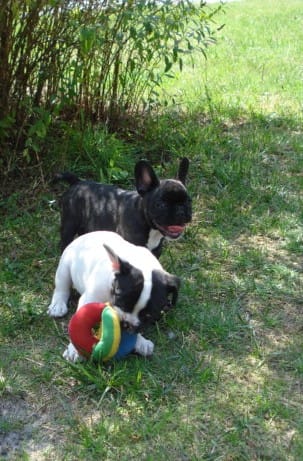 chiot femelle bouledogue français noir et son frere bouledogue caille
