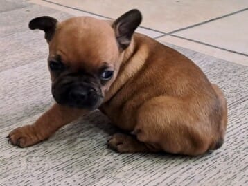 Chiot bouledogue Français femelle réservé Chiot bouledogue Français femelle réservé