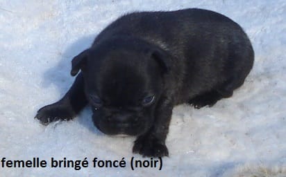 femelle boulit noir