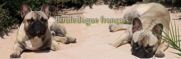bouledogue chien chiot
