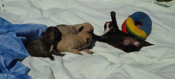 bebe bouledogues français né le 09 septembre