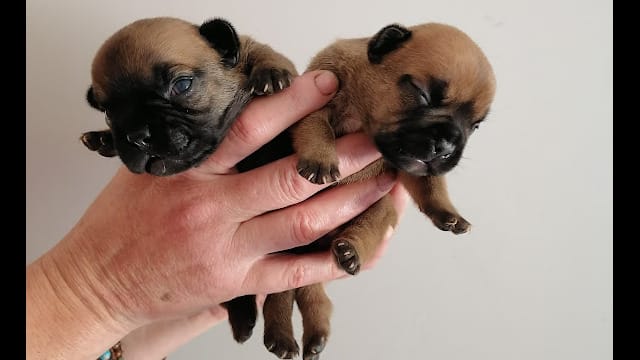 chiots bouledogue français nouveau né chiots bouledogue français nouveau né