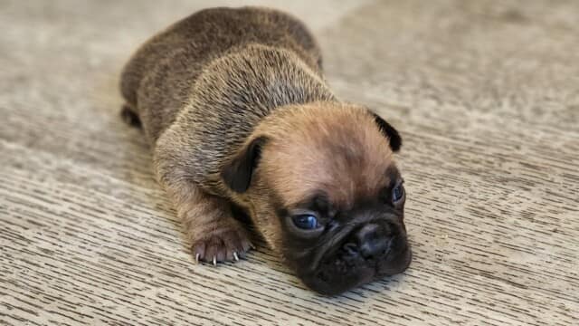 Femelle chiot bouledogue français fauve prix:1480 euros Femelle chiot bouledogue français fauve prix:1480 euros