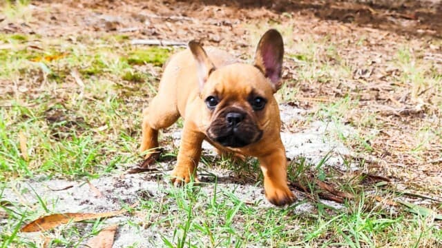 Bouledogue français Mâle fauve rouge Bouledogue français Mâle fauve rouge