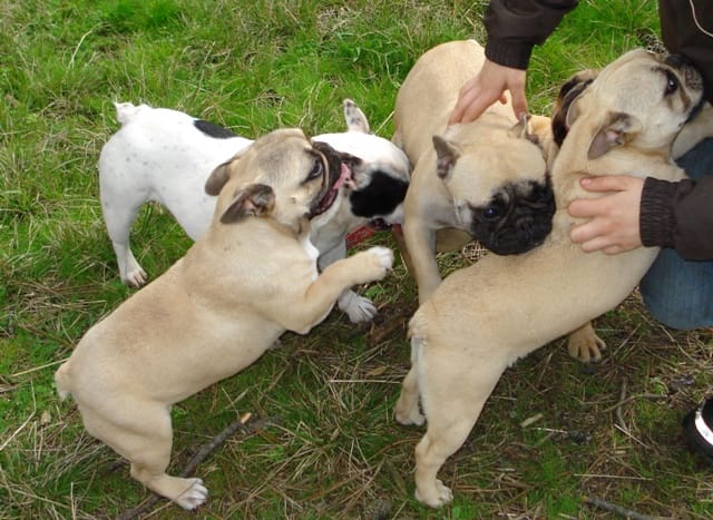 bouledogue francais