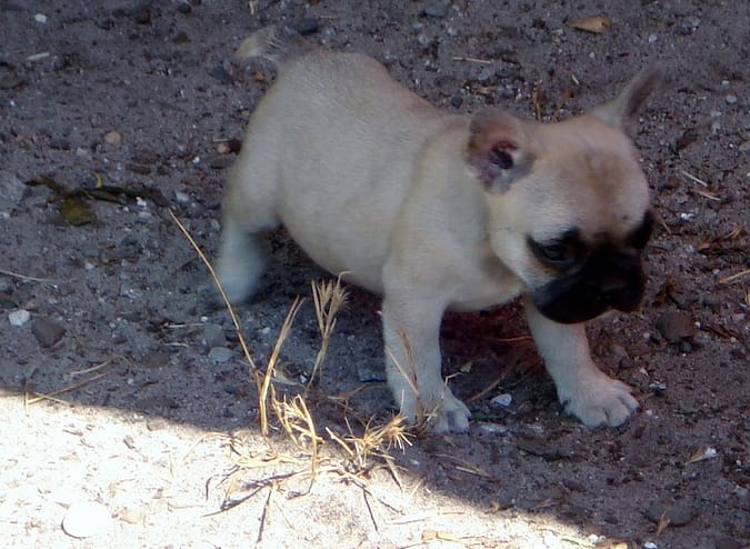 mâle bouledogue fr fauve à petit prix