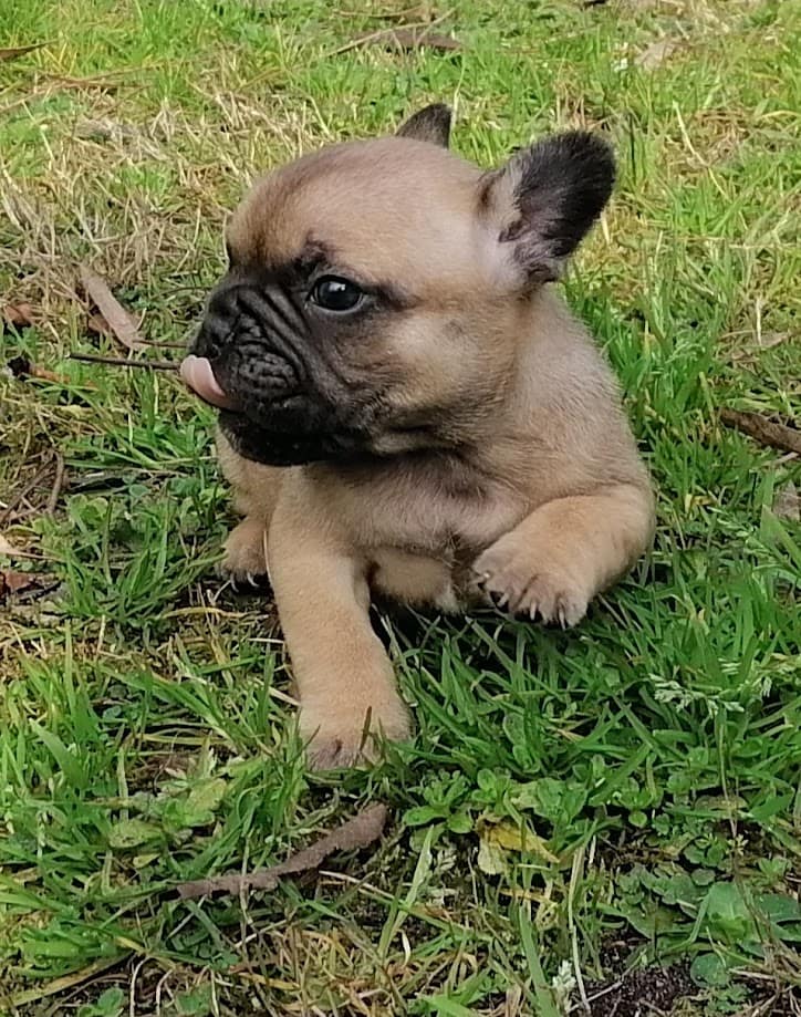 Chiot bouledogue français disponible Mai 2024