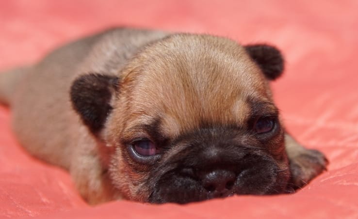 femelle bouledogue français fauve dorée