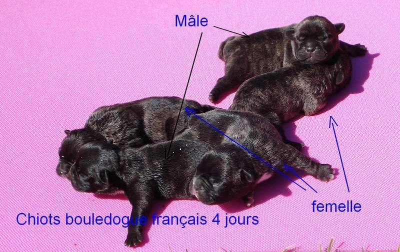 chiot bouledogue français de l'élevage