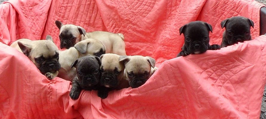 Chiots bouledogues français bringé et fauve 
