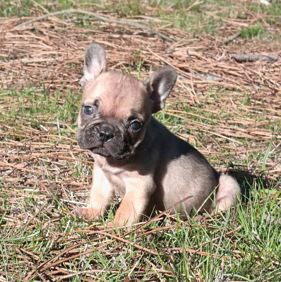 Chiot bouledogue français mâle 1400 euros