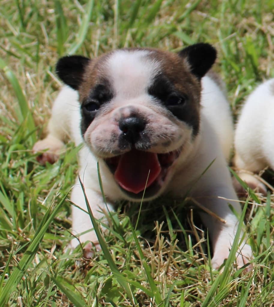 chiot bouledogue français mâle caille fauve rouge