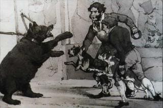 combat bouledogue francais contre des ours combat bouledogue francais contre des ours