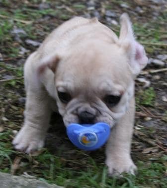 chiot bouledogue français fauve non lof chiot bouledogue français fauve non lof