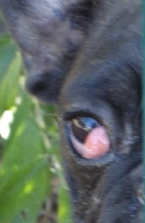 glande de harder du bouledogue français glande de harder