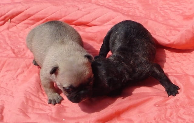 chiot bouledogue français fauve et bringé