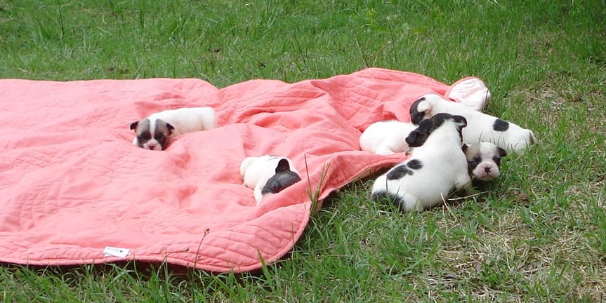chiots bouledogue français caille et caille fauve juillet 2014