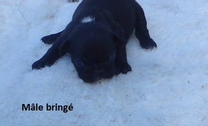 chiot bringé