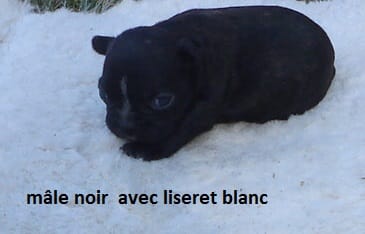 bb bouledogue fr