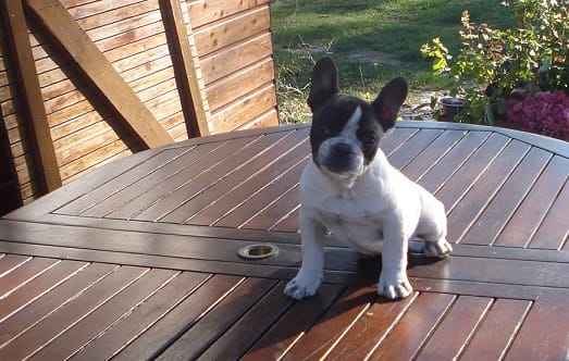 chiot bouledogue caille à vendre