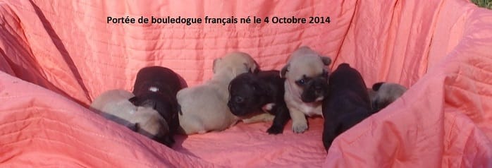 chiots bouledogue français né 04octobre