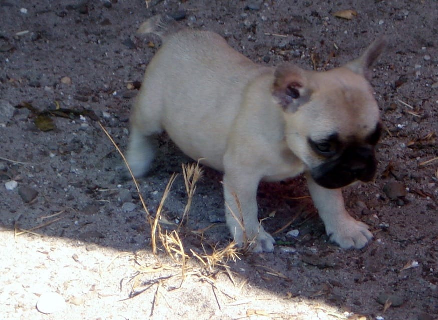 bouledogue fr fauve à petit prix mâle bouledogue fr fauve à petit prix